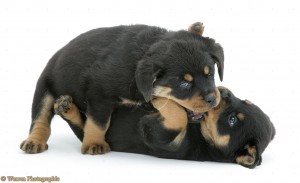 13741-two-rottweiler-pups-play-fighting-white-background-1-.jpg