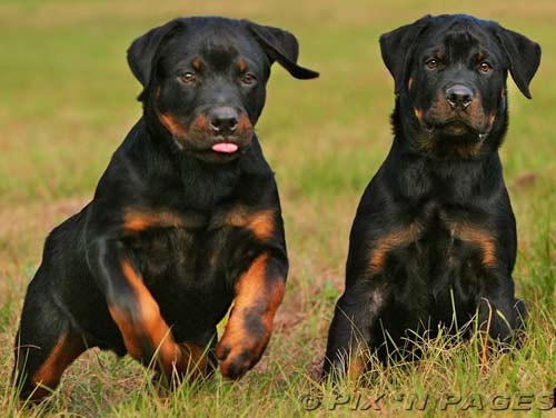 rotty-1-.jpg