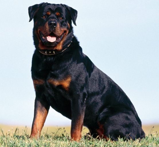 rotvajler_rottweiler-1-.jpg