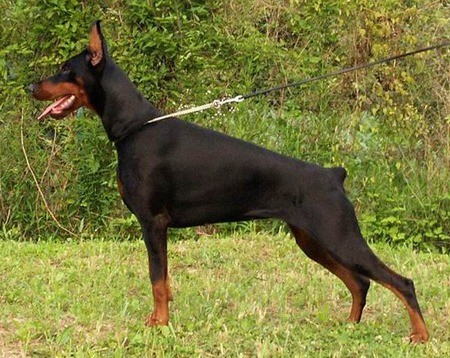 doberman_pinscher-1-.jpg